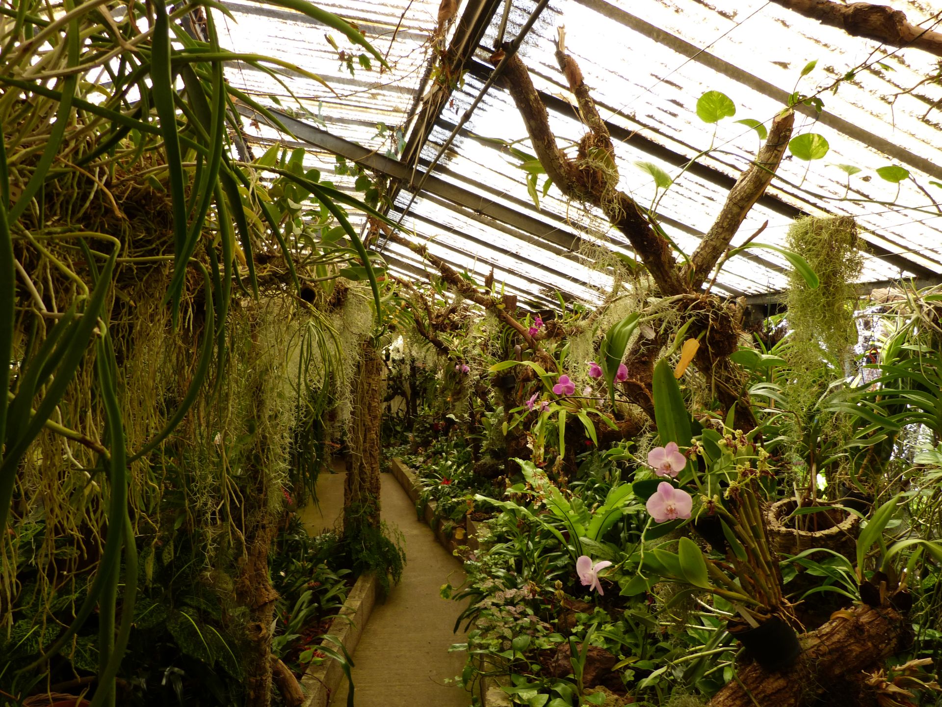 Jardim Orquídea