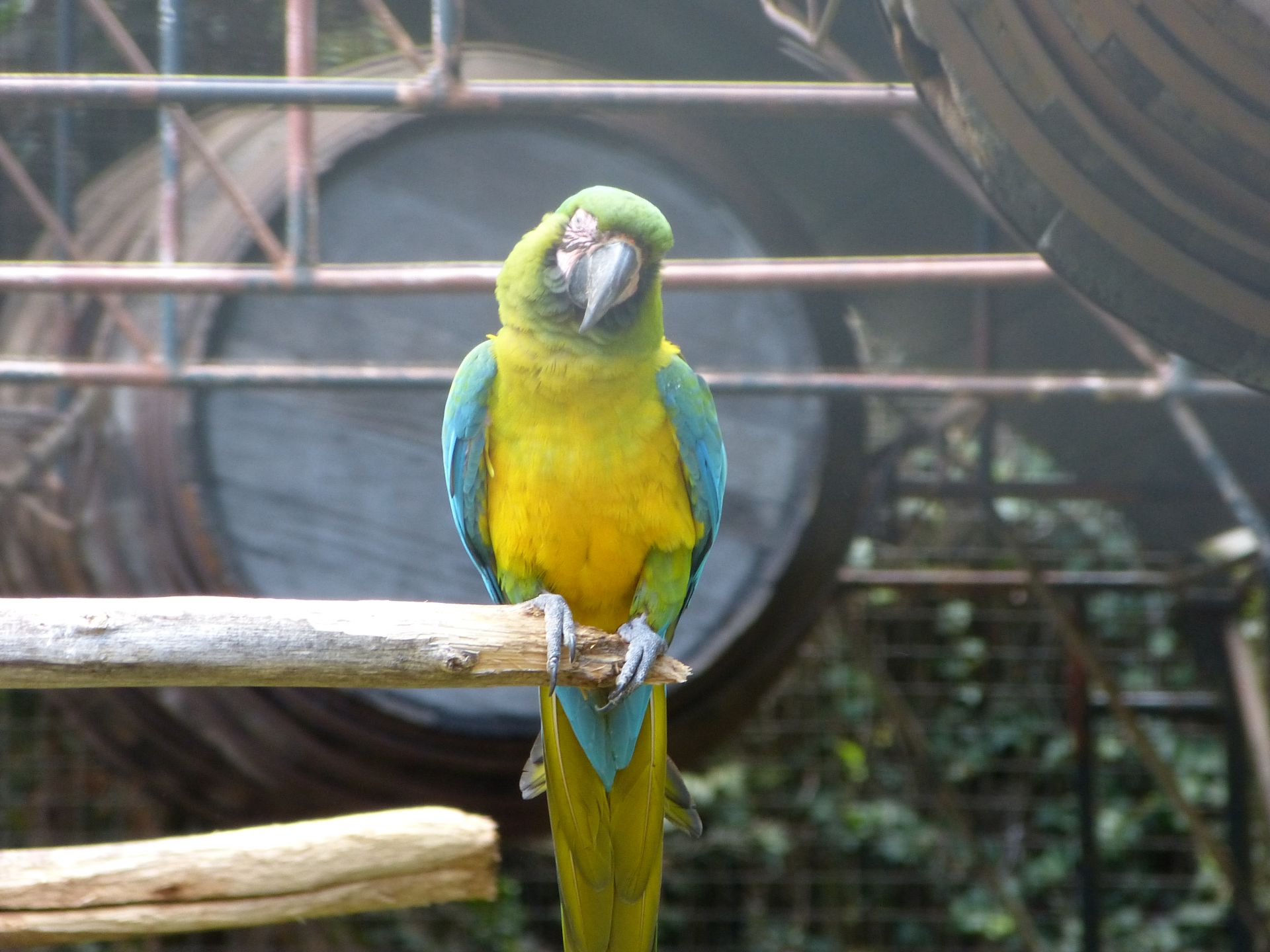 Papagei im Parque dos Loiros