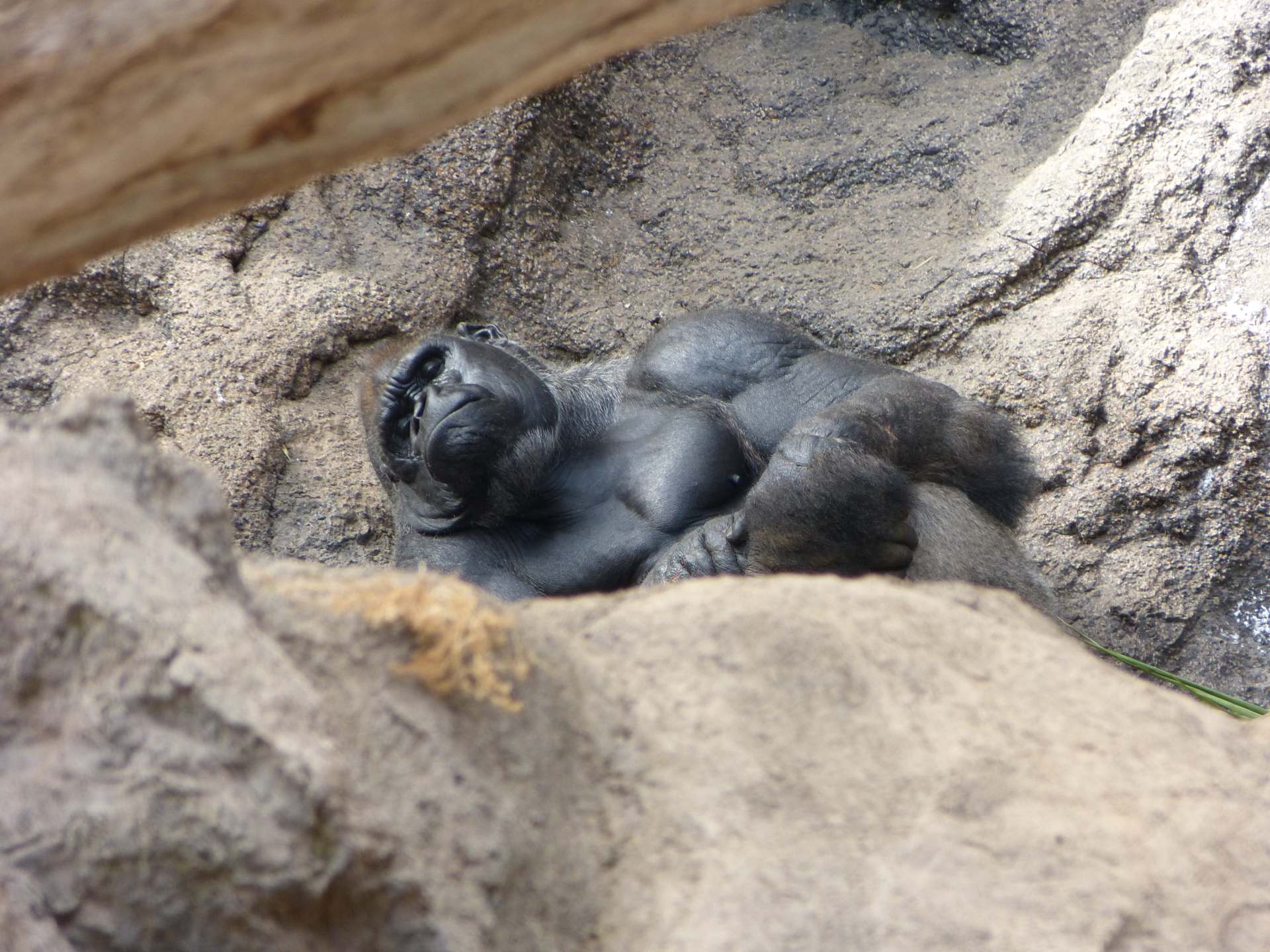 Gorilla beim Mittagsschlaf