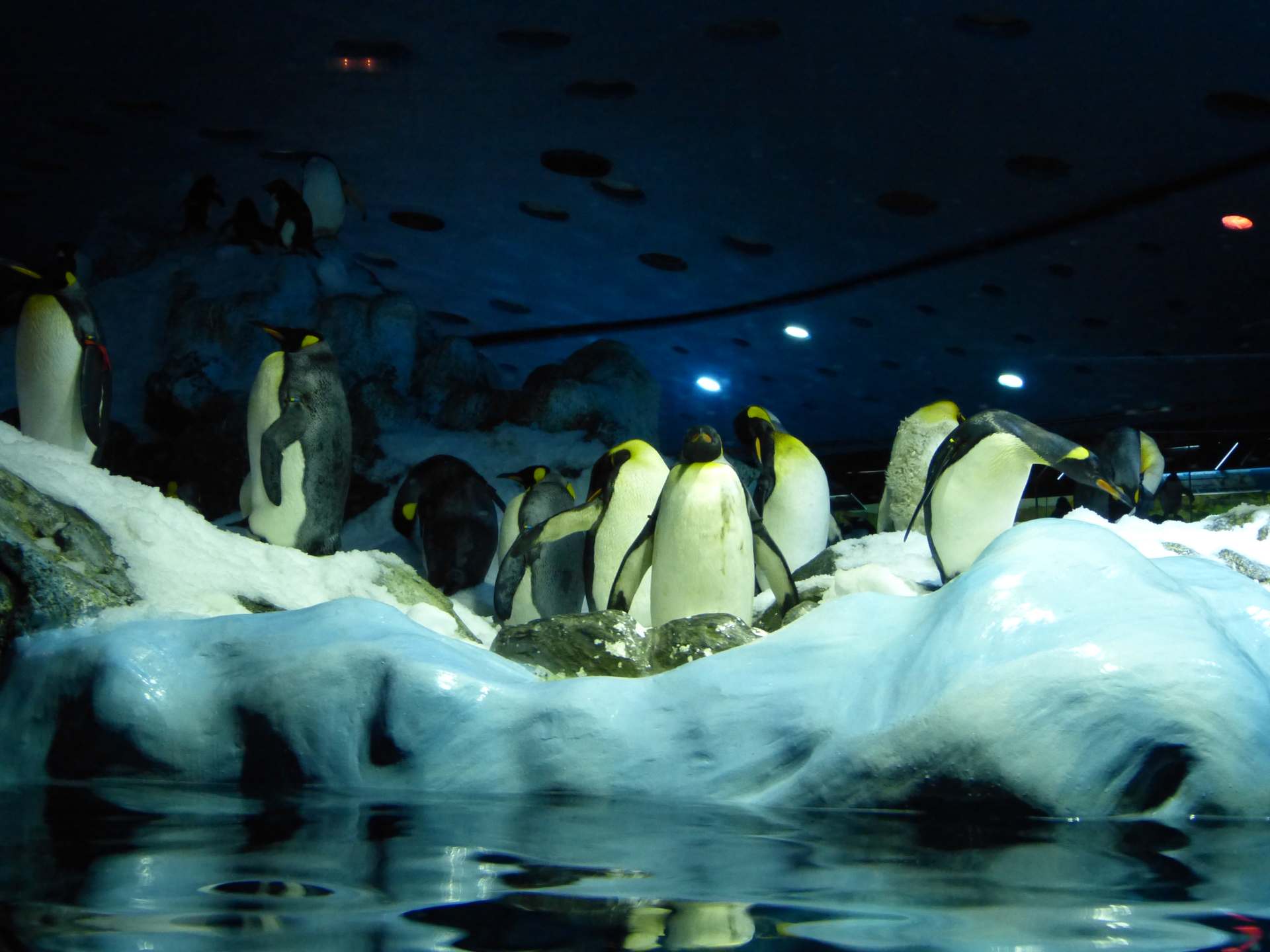 Pinguinarium mit richtigem Eis