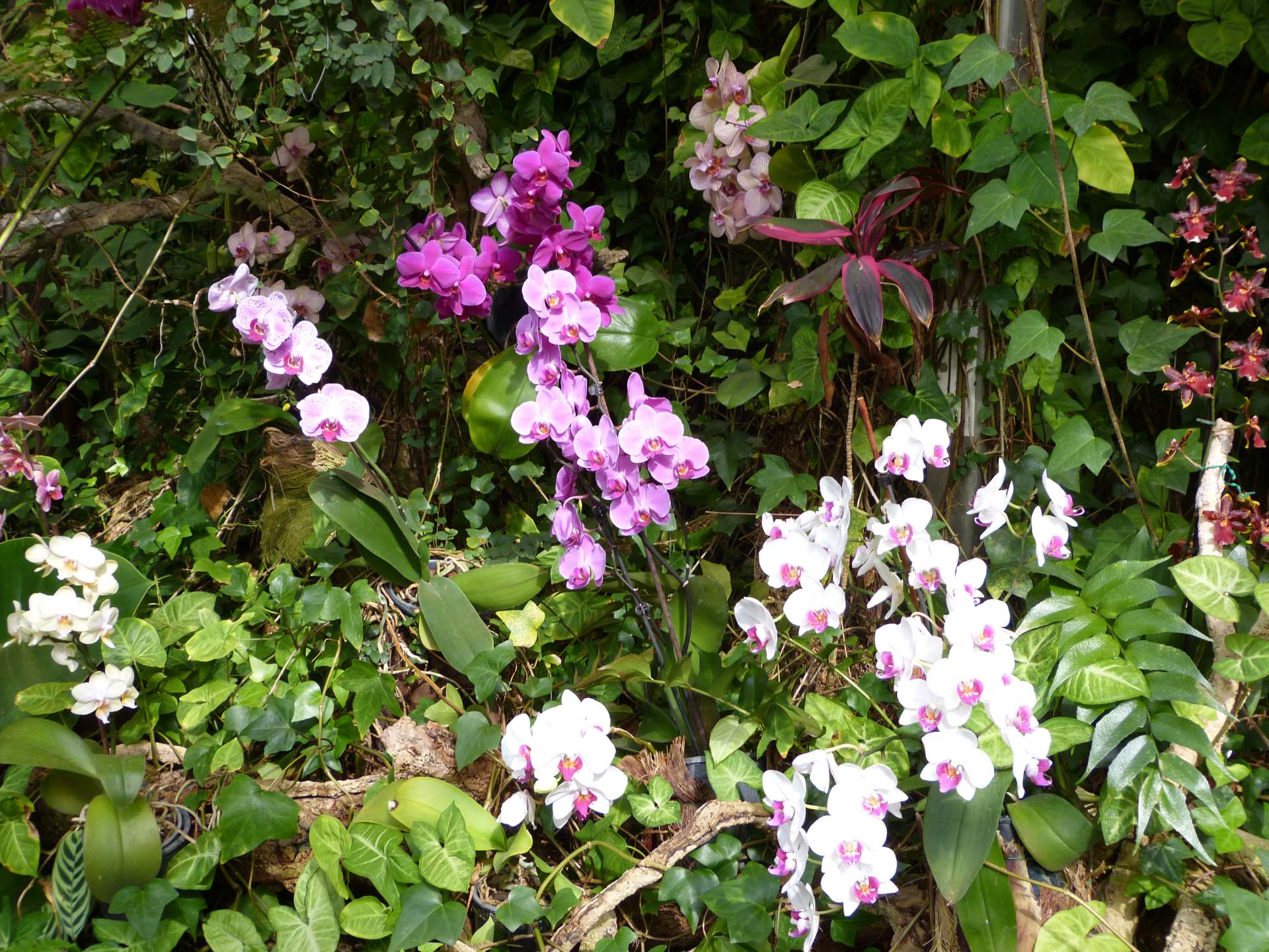 Ein paar Orchideen