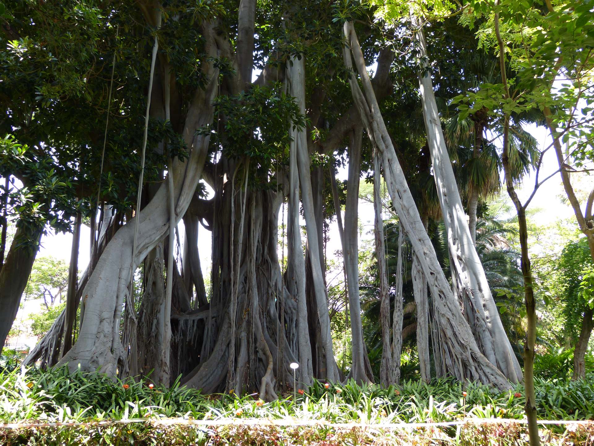 Eindrücke vom Jardin Botanico: Riesiger Feigenbaum