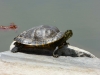 Wasserschildkröte beim Sonnenbad